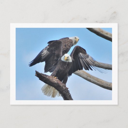 Bald Eagles Briefkaart (Voorkant)