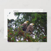 Bald Eagles Briefkaart (Voorkant / Achterkant)