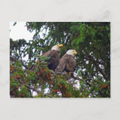 Bald Eagles Briefkaart (Voorkant)