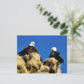 Bald Eagles Briefkaart (Staand voorkant)