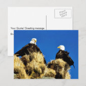 Bald Eagles Briefkaart (Voorkant / Achterkant)