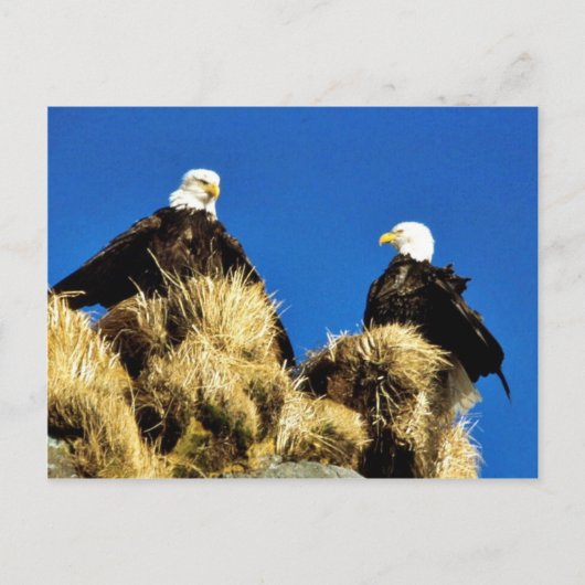 Bald Eagles Briefkaart (Voorkant)