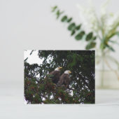 Bald Eagles Briefkaart (Staand voorkant)