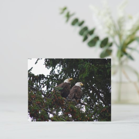 Bald Eagles Briefkaart (Staand voorkant)
