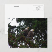Bald Eagles Briefkaart (Voorkant / Achterkant)