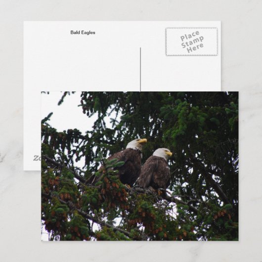 Bald Eagles Briefkaart (Voorkant / Achterkant)