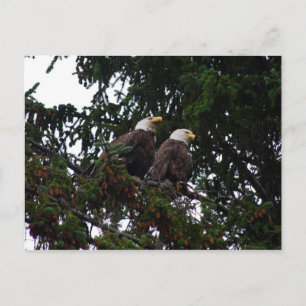 Bald Eagles Briefkaart