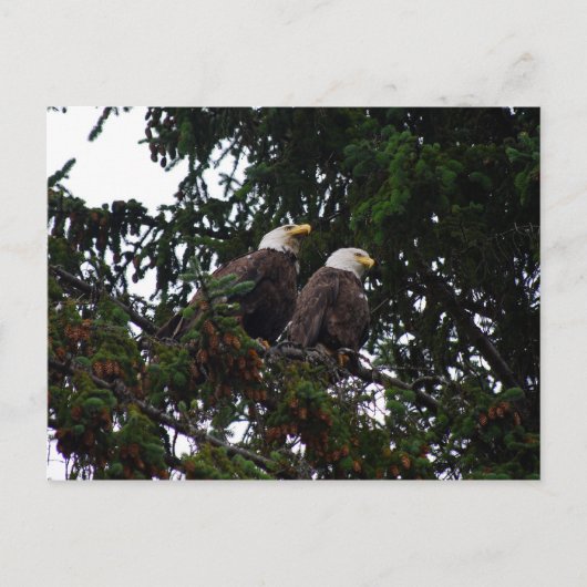 Bald Eagles Briefkaart (Voorkant)