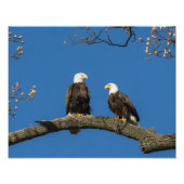 Bald Eagles Foto Afdruk (Voorkant)