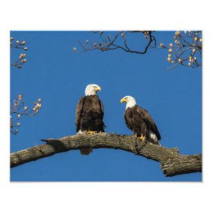 Bald Eagles Foto Afdruk