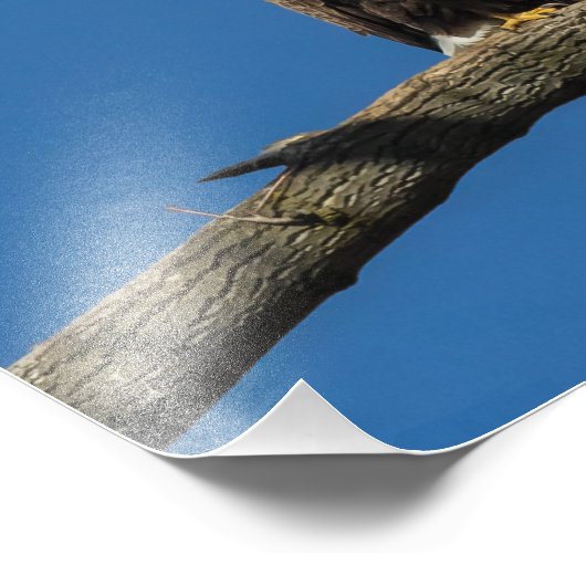 Bald Eagles Foto Afdruk (Hoek)