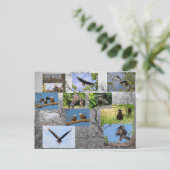 Bald Eagles, jeneverbes omhoog Briefkaart (Staand voorkant)