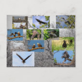 Bald Eagles, jeneverbes omhoog Briefkaart (Voorkant)