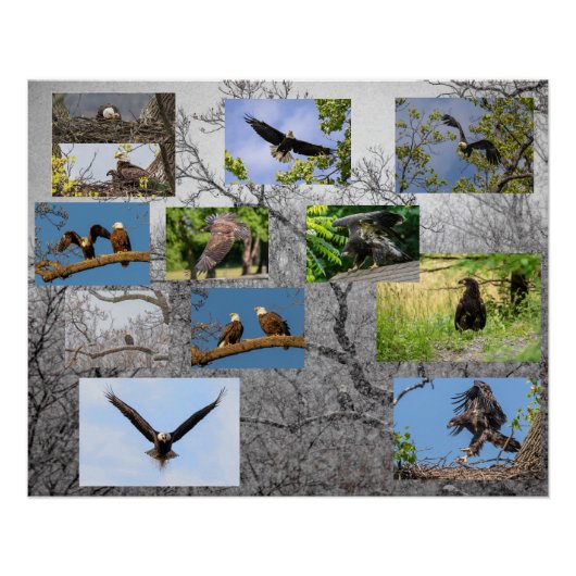 Bald Eagles, jeneverbes omhoog Perfect Poster (Voorkant)