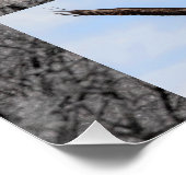 Bald Eagles, jeneverbes omhoog Perfect Poster (Hoek)