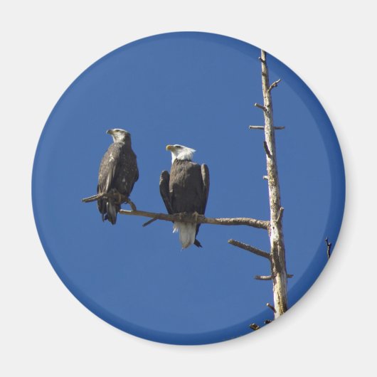 Bald Eagles Magneet (Voorkant)