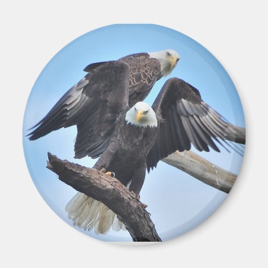 Bald Eagles Magneet (Voorkant)