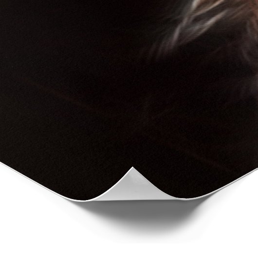 Bald Eagles met poster (Hoek)