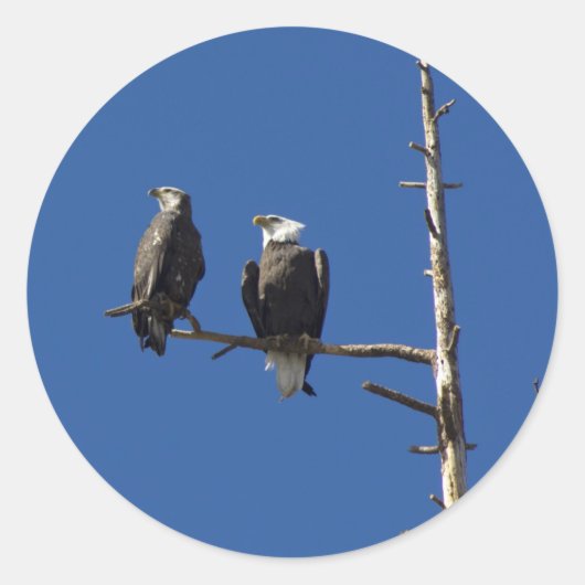 Bald Eagles Ronde Sticker (Voorkant)