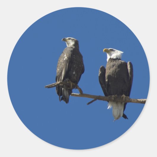 Bald Eagles Ronde Sticker (Voorkant)