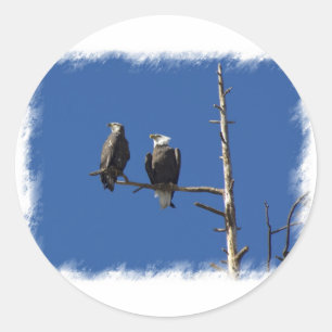 Bald Eagles Ronde Sticker