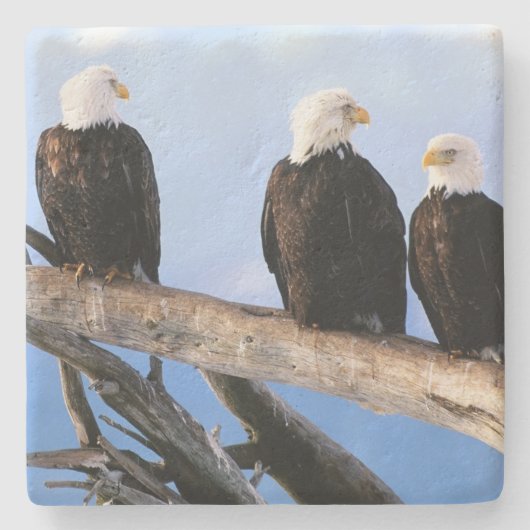 Bald Eagles Stone Onderzetter (Voorkant)
