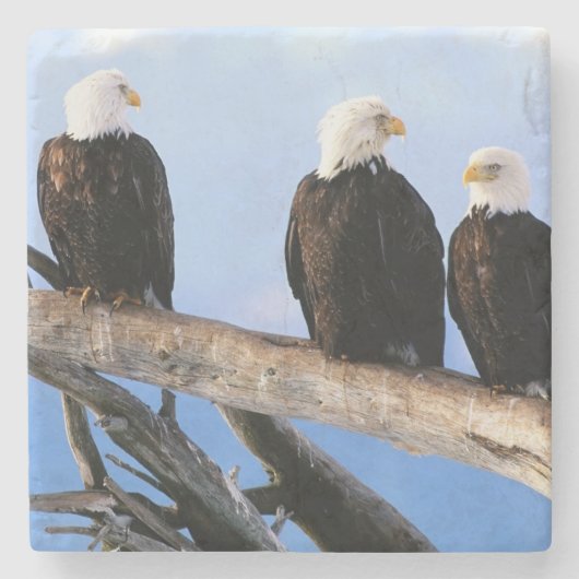 Bald Eagles Stone Onderzetter (Voorkant)