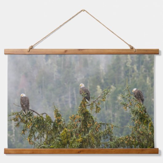 Bald Eagles | Tongass National Forest Alaska Hangend Wandkleed (Voorkant)