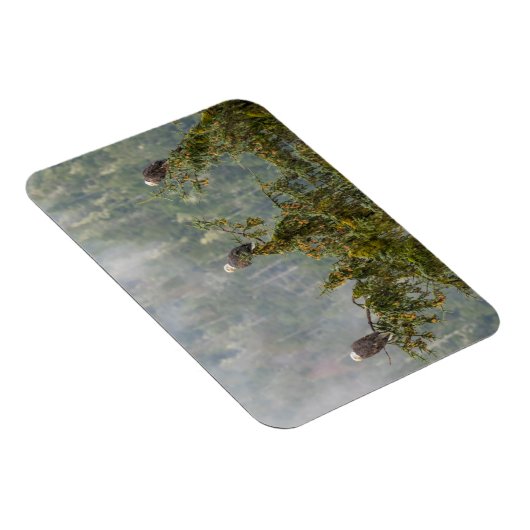 Bald Eagles | Tongass National Forest Alaska Magneet (Rechterzijde)