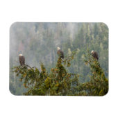 Bald Eagles | Tongass National Forest Alaska Magneet (Horizontaal)