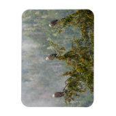 Bald Eagles | Tongass National Forest Alaska Magneet (Verticaal)