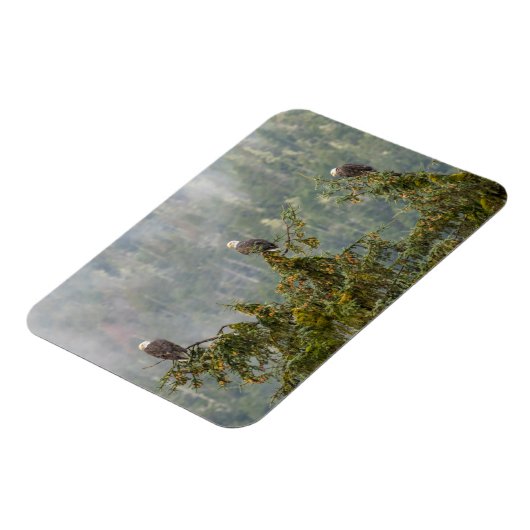 Bald Eagles | Tongass National Forest Alaska Magneet (Linkerzijde)