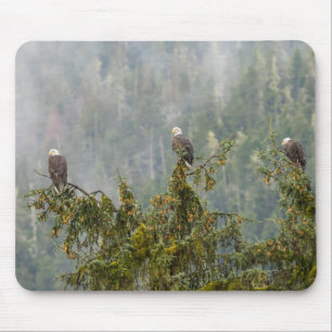Bald Eagles   Tongass National Forest Alaska Muismat