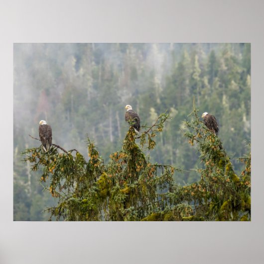 Bald Eagles | Tongass National Forest Alaska Poster (Voorkant)