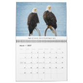 Bald Eagles Wildlife Fotografie Kalender (Mar 2027)