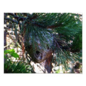 Bald Face Hornets Nest Foto Afdruk (Voorkant)