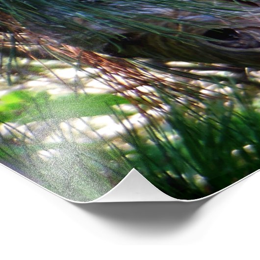 Bald Face Hornets Nest Foto Afdruk (Hoek)