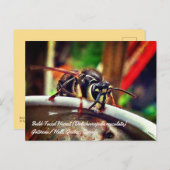Bald Faced Hornet (Dolichovespula maculata) Wasp Briefkaart (Voorkant / Achterkant)