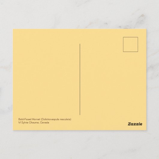 Bald Faced Hornet (Dolichovespula maculata) Wasp Briefkaart (Achterkant)