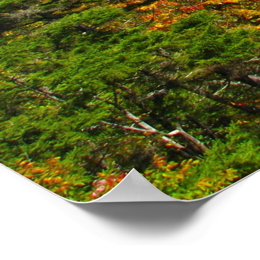 Bald Mountain Lookout Poster (Hoek)