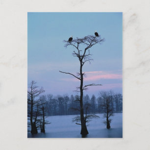 Baldenarenden bovenop een briefkaart