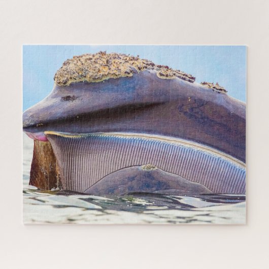 Baleen Whale Legpuzzel (Horizontaal)