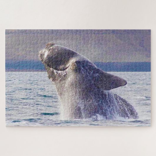 Baleinwalvis Legpuzzel (Horizontaal)