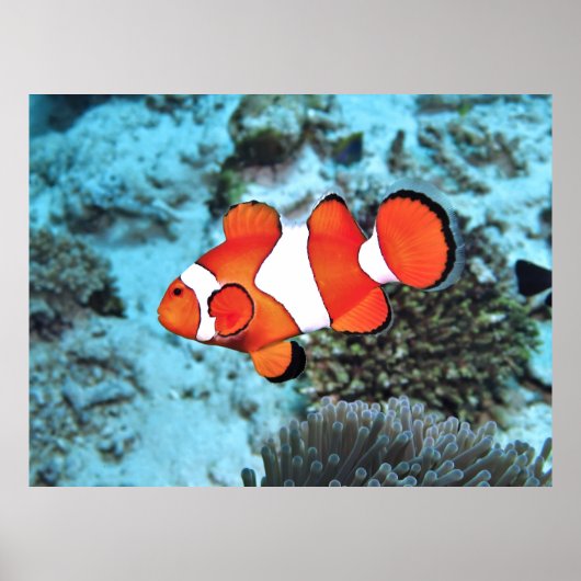Bali Clownfish Poster (Voorkant)