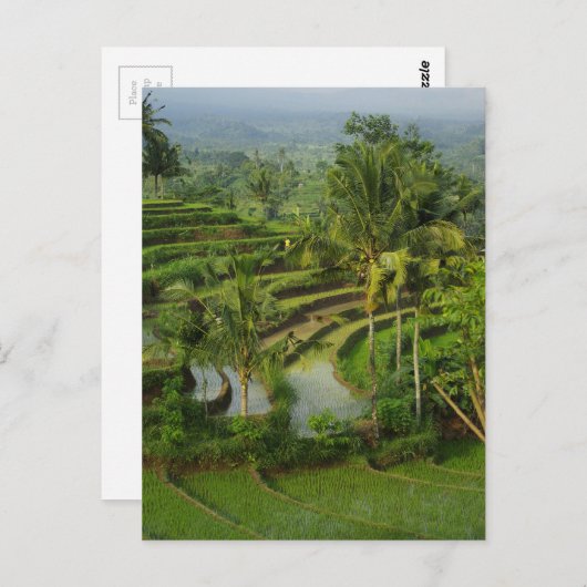 Bali - Jong terras ricefields en palmen Briefkaart (Voorkant / Achterkant)