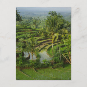 Bali - Jong terras ricefields en palmen Briefkaart