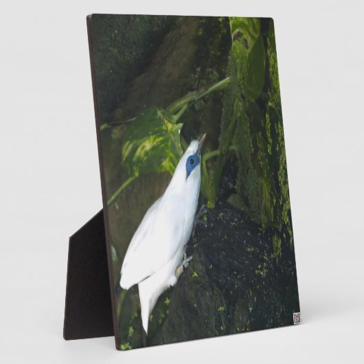 Bali Mina Fotoplaat (Zijkant)