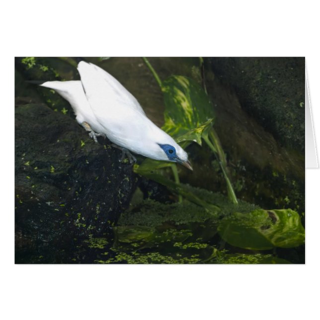 Bali Myna (Voorkant Horizontaal)