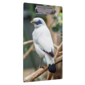 Bali Myna Bird Clipboard Klembord (Rechts)