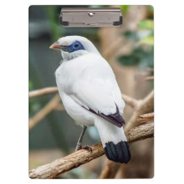 Bali Myna Bird Clipboard Klembord